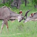 rocklands safaris