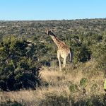 best african hunting safaris Rocklands Safaris