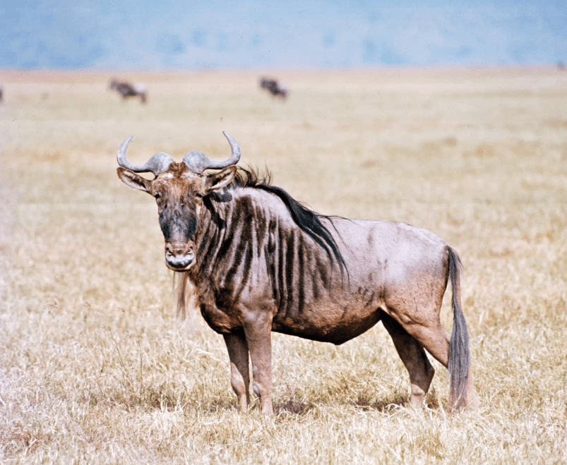 top animals to hunt in africa wildebeest