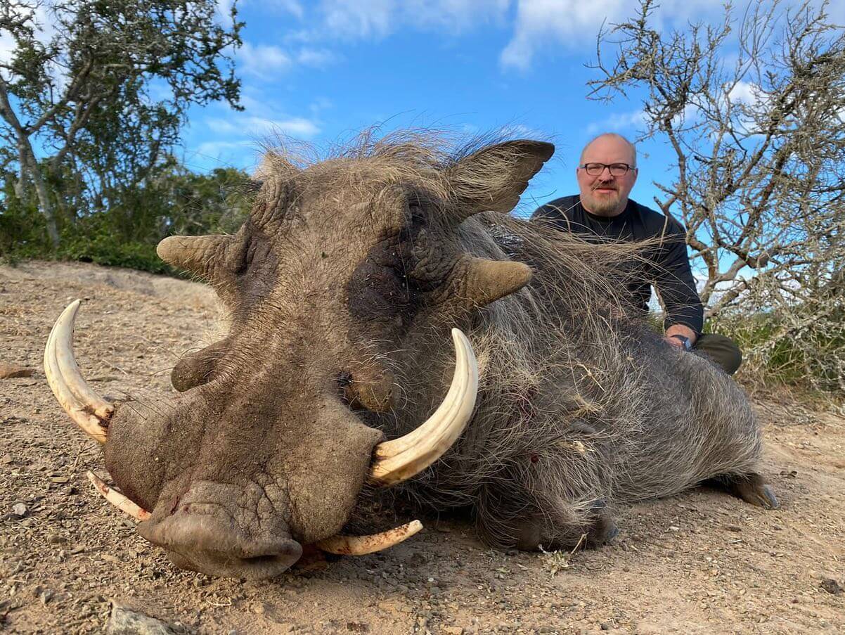 Mature warthog hunted at Rocklands Safaris in South Africa