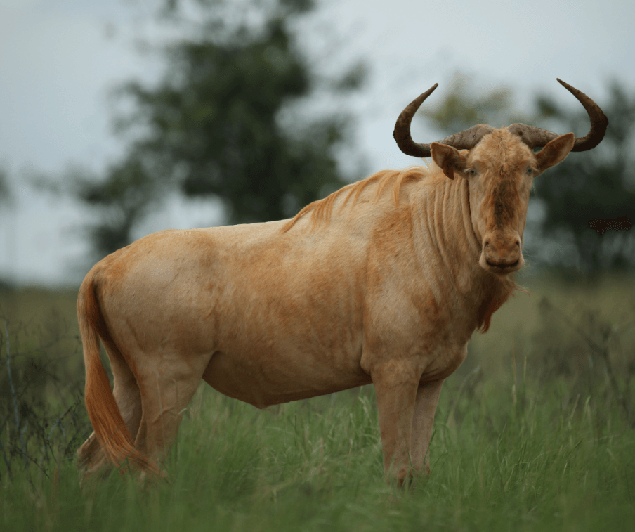 hunting royal wildebeest south africa