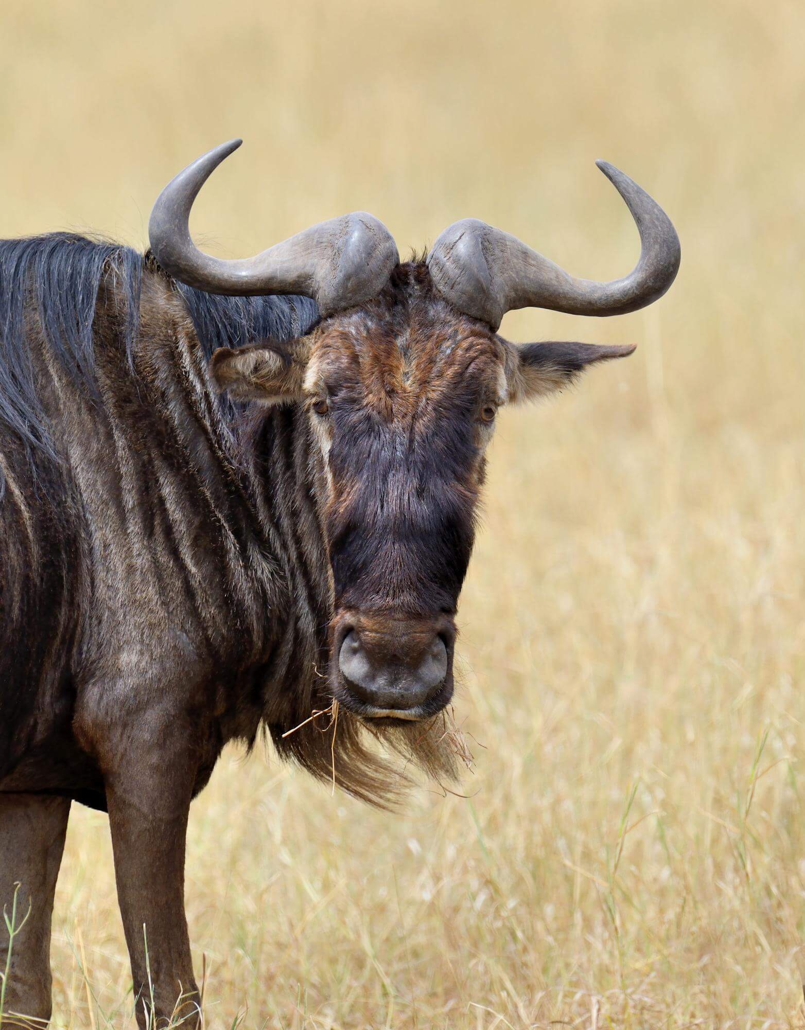 Blue wildebeest standing in grass