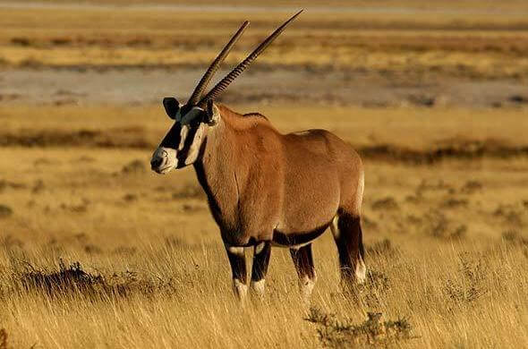 hunting gemsbok