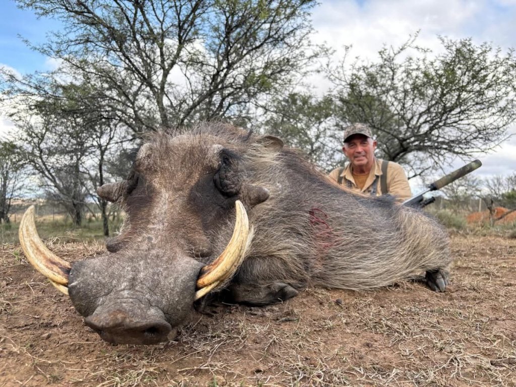 hunting warthog in africa
