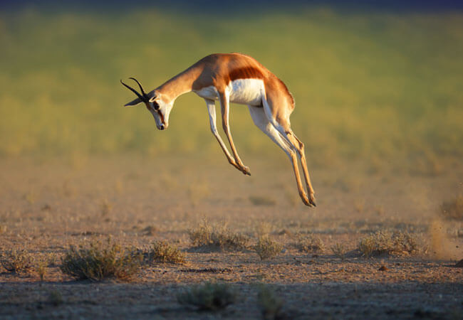 Springbuck pronking with all four feet off the ground