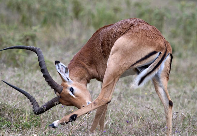 Springbuck bending forward with its ridged horns visible