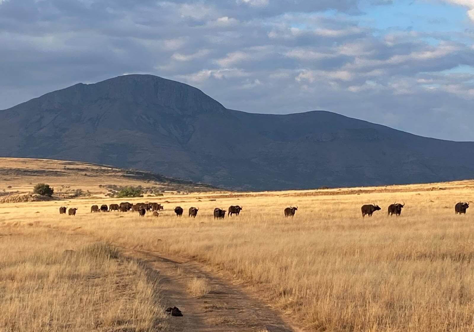 rocklands safaris hunting